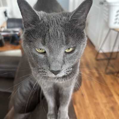 Auto diagnostics and repair services in Madison Heights VA